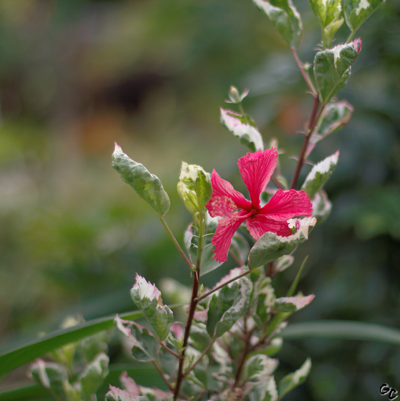 Hibiscus au jardin des Plantes