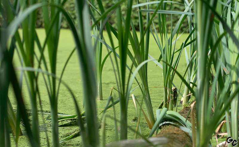 Iris aquatiques