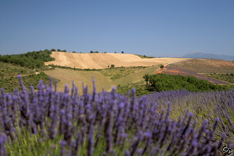 Lavandes Provençales